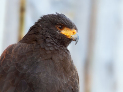Amerikaanse woestijnbuizerd - De Zonnegloed - Dierenpark - Dieren opvangcentrum - Sanctuary